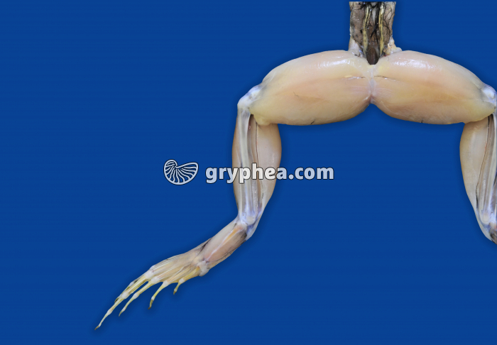 Patte postérieure de Grenouille entière - gryphea.com